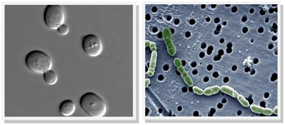 micrbobes_lactobacillus_saccharomyces_cerevisiae_brewing_fermentation_biotech_wine_champagne_silvester