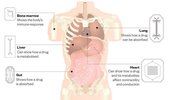 organs_on_chips_animal_testing