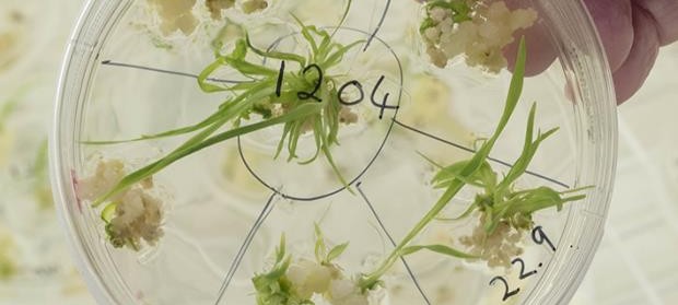 sainsbury-brassica-john-innes-centre-crispr-barley