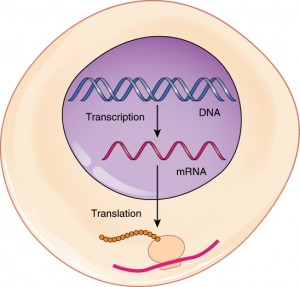 transcription_translation_mRNA_DNA