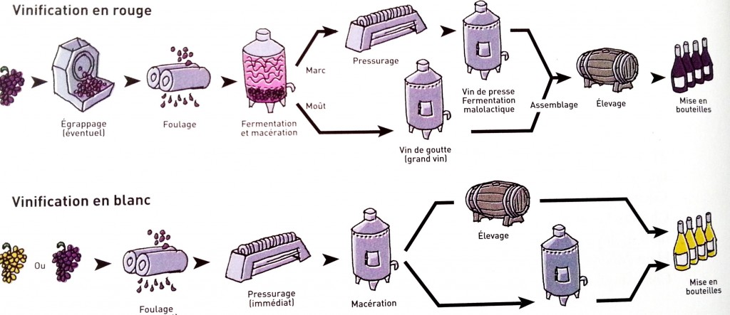 wine_champagne_biotech_fermentation_silvester_alcohol