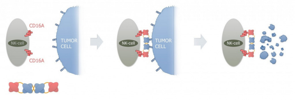 affimed_lymphoma_cancer_msd_merck_keytruda