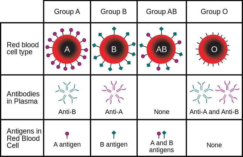 aging_genome_longevity_blood_type_ABO_genes