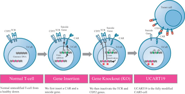 cellectis_pfizer_ucart19_servier_cancer_trial_uk_leukemia