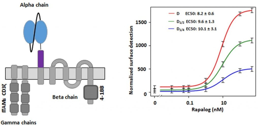 cellectis_rapamycin_surface_detection_cart_cancer_cd19_ucart19