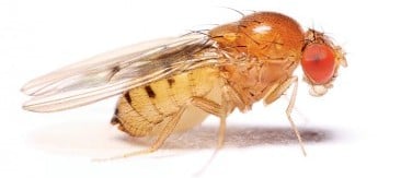 drosophila_aging_melanogastar_alzheimers_longevity_genes_genome