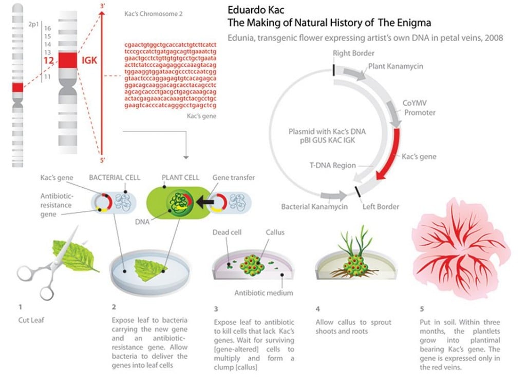 educardo_kac_transgenic_bioart_biotech_eugenia_flower