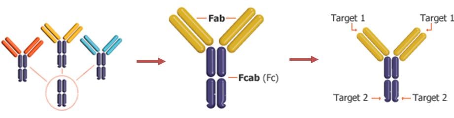 f-star_bispecific_antibodies_fcab_mab2_abbvie