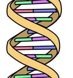 genes_genome_aging_longevity