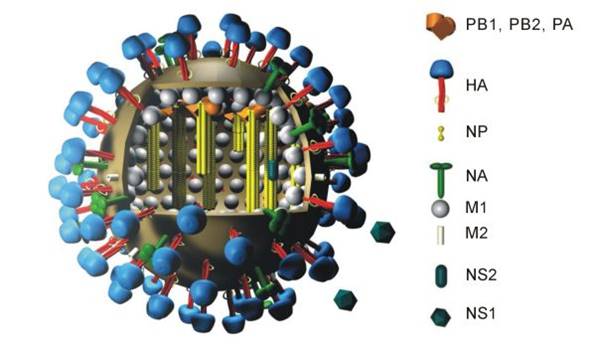 h5n1_bird_flu_avian_human_cells