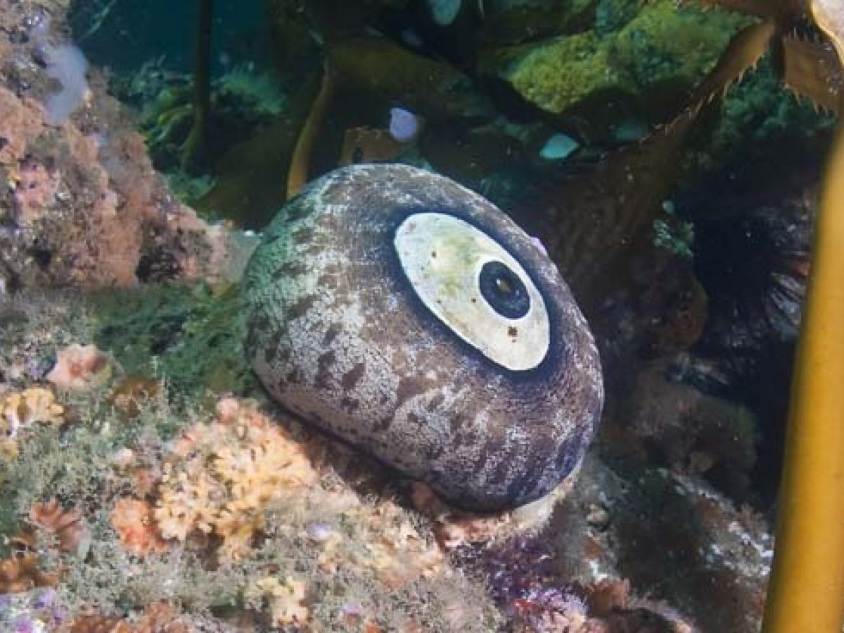 Giant Keyhole Limpet By Mariola Bitner, 55 OFF