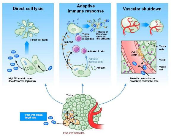 pexa-vec oncolytic therapy transgene liver cancer