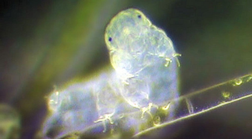 tardigrades_extremophiles_biohacking