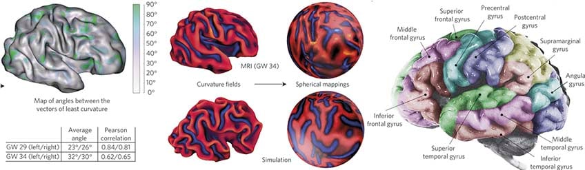 3D_BRAINS_bioprinting_harvard