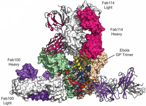 Ebola_humabs_antibody_mab100_mab114_DARPA