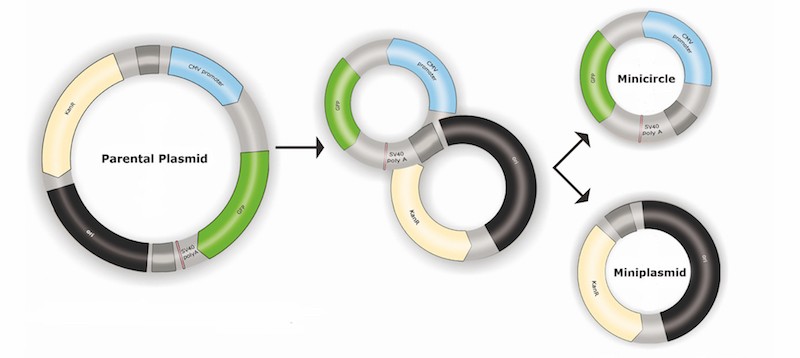 Minicircle-Scheme PlasmidFactory