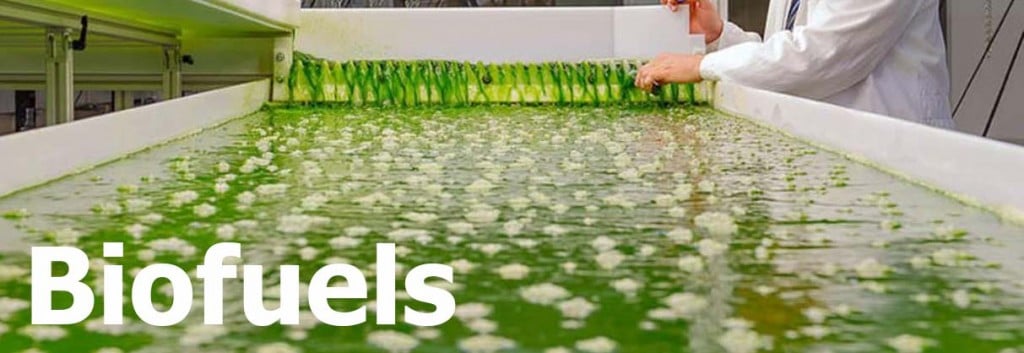 algae_industry_biotech_biofuels_microalgae_munich_TUM