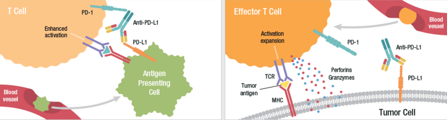 astrazeneca_medimmune_pd-l1-nsclc