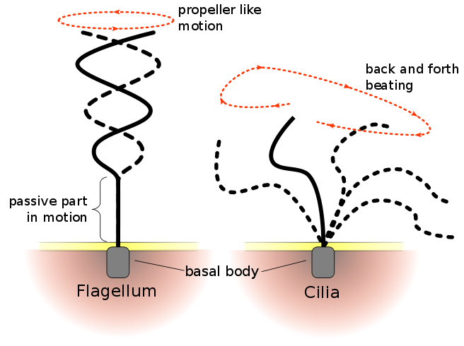 biomotors_dresden_nanobot_spermbot_sperm_magnet_drug_delivery