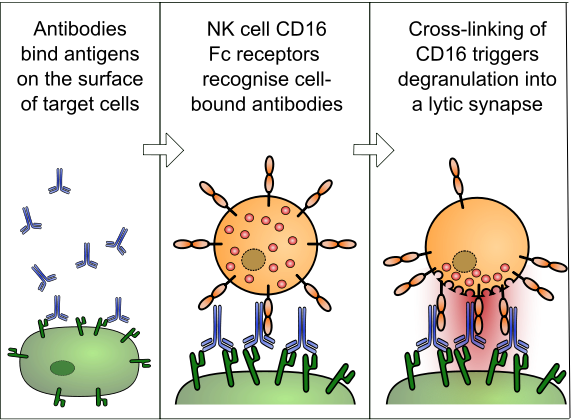 car-t_munich_94_cancer_leukemia_juno_crs