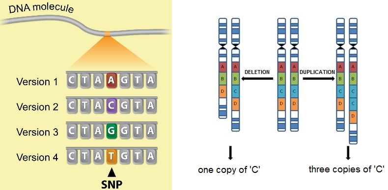 diploid_rare_disease_ngs_snp_cnv_acgh_diagnosis_illumina