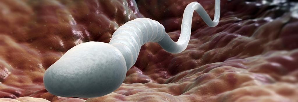 dresden spermbot sperm nanotechnology biotech IFW