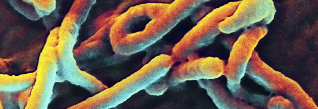 ebola humabs antibody virus