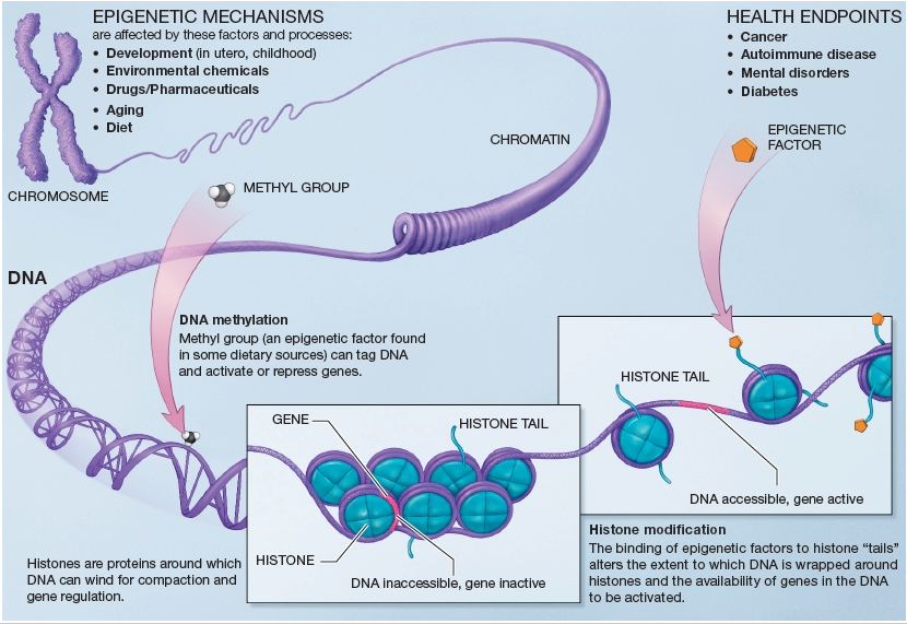 epigenetics_epigenome_crispr_desktop_genetics_imperial_ngs_illumina