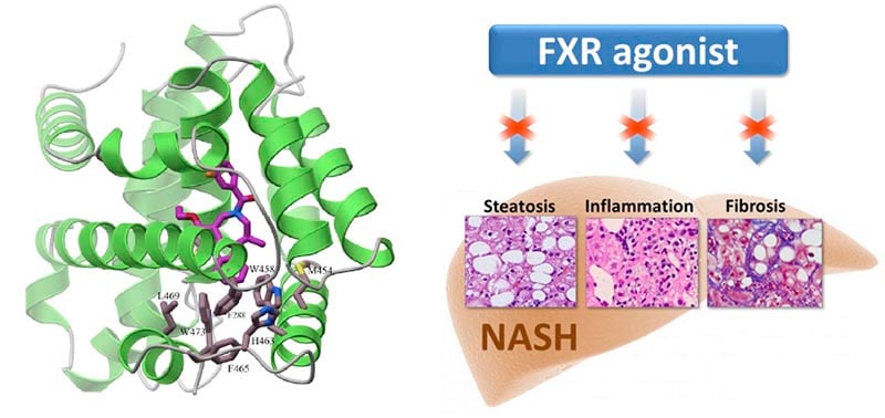 fxr_agonist_liver_nash_akarna_forbion_agonist