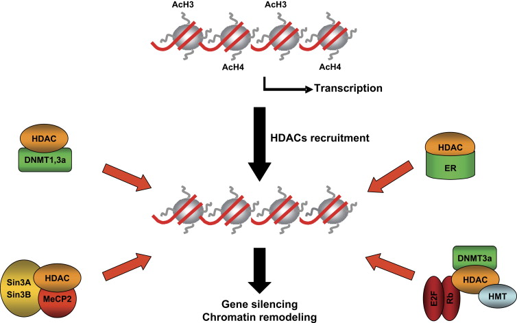 hdac histone deacetylase epigenetics resminostat 4sc biotech cancer liver hcc fda