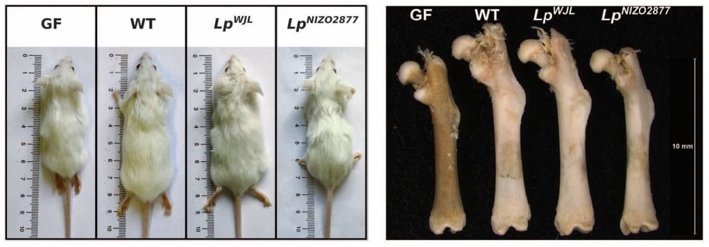 microbiome_growth_lyon_science_lactobacillus_plantarum_IGF1