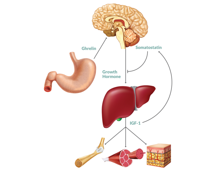 microbiome_igf_human_growth_lyon_mouse_czech_science