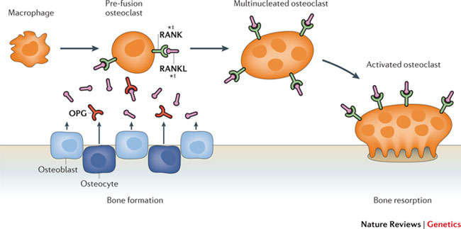 rankl_osteoporosis_denosumab_ucb_fractures