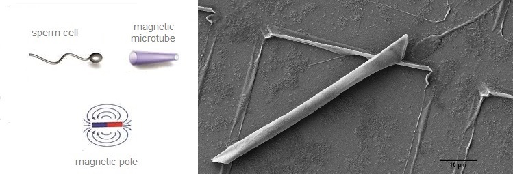 spermbot_nanobot_nanotechnology_sem_dresden_ifw_microtube_magnetic_drug_delivery