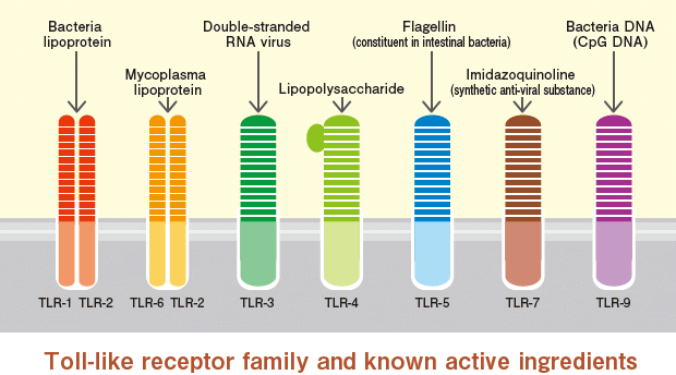 toll_like_receptors_riboxx_tolly_cancer_biotech