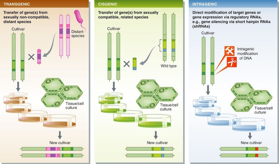 transgenic_agriculture_cisgenesis_gmo_italy_biotech