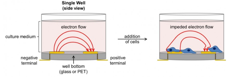 xcelligence_rtca_immunoassay_car-t_cancer_cytotoxicity