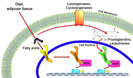 PPAR_NASH_liver_disease_elafibranator