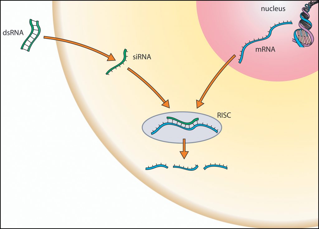 RNAi_gene_therapy_genable_spark_therapeutics_rhonova_RHO