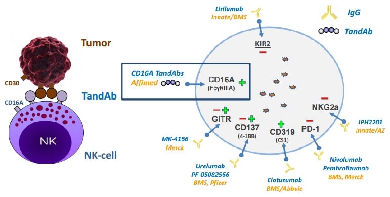 affimed_tandab_cancer_nk-cells