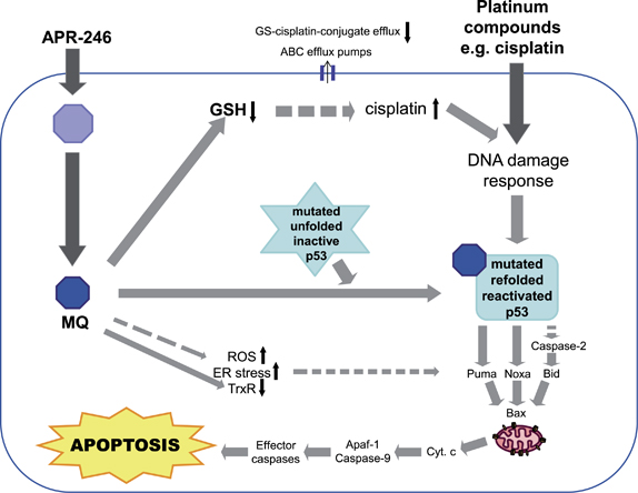 apr-246_aprea_ovarian_cancer_p53_protein_funding_versant_ventures_healthcap_5am_ventures_karolinska