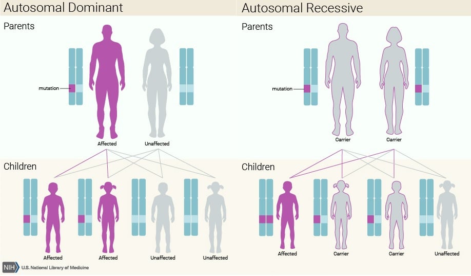 autosomal_dominant_inherited_retinal_dystrophies_ird_rho