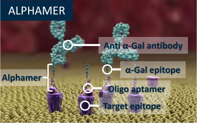 avvinity_alphamer_horizon_centauri_immuno_oncology_cancer