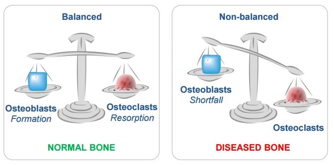 bone_therapeutics_osteoblast_osteoclast_remodelling