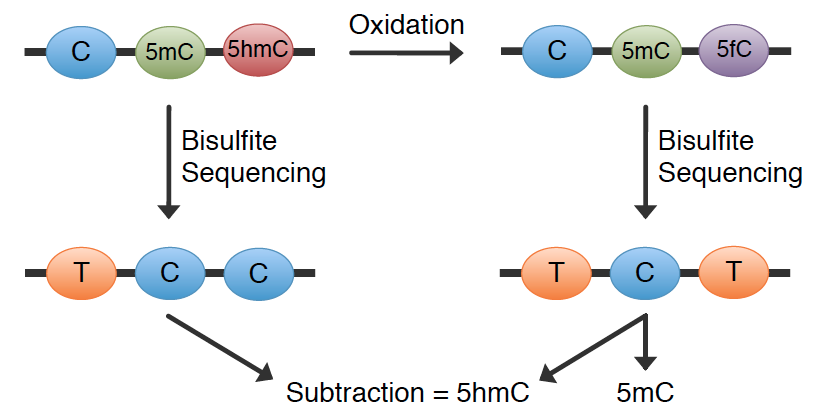 cambridge_epigenix_oxsb