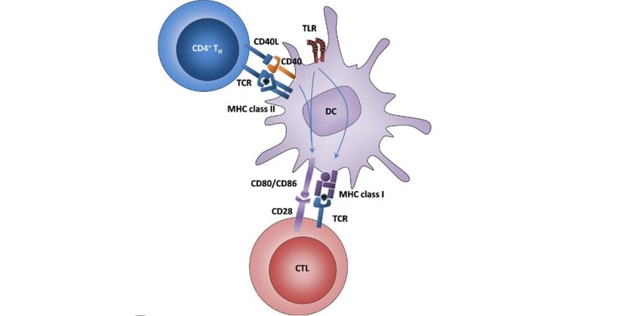 cd40_cd40-Cd40L_immune_bi655064_abbvie_boehringer_ingelheim_lupus_nephritis_Crohn's_ulcerative_colitis