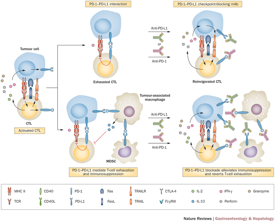 checkpoint_blocking_immuno