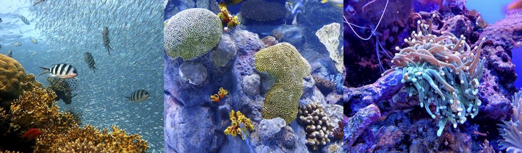 coral_biome_biotech_blue_marine