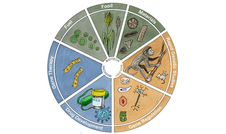 crispr_gene_editing_applications_drug_fuel_food