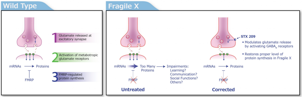 fragile_x_autism_seaside_therapeutics_biotech